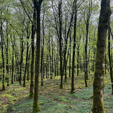 Mullaghmeen Forest Mullingar Exterior foto