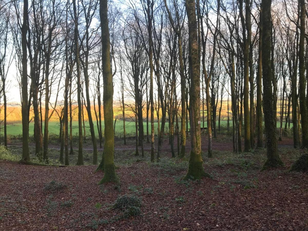 Mullaghmeen Forest Mullingar Exterior foto