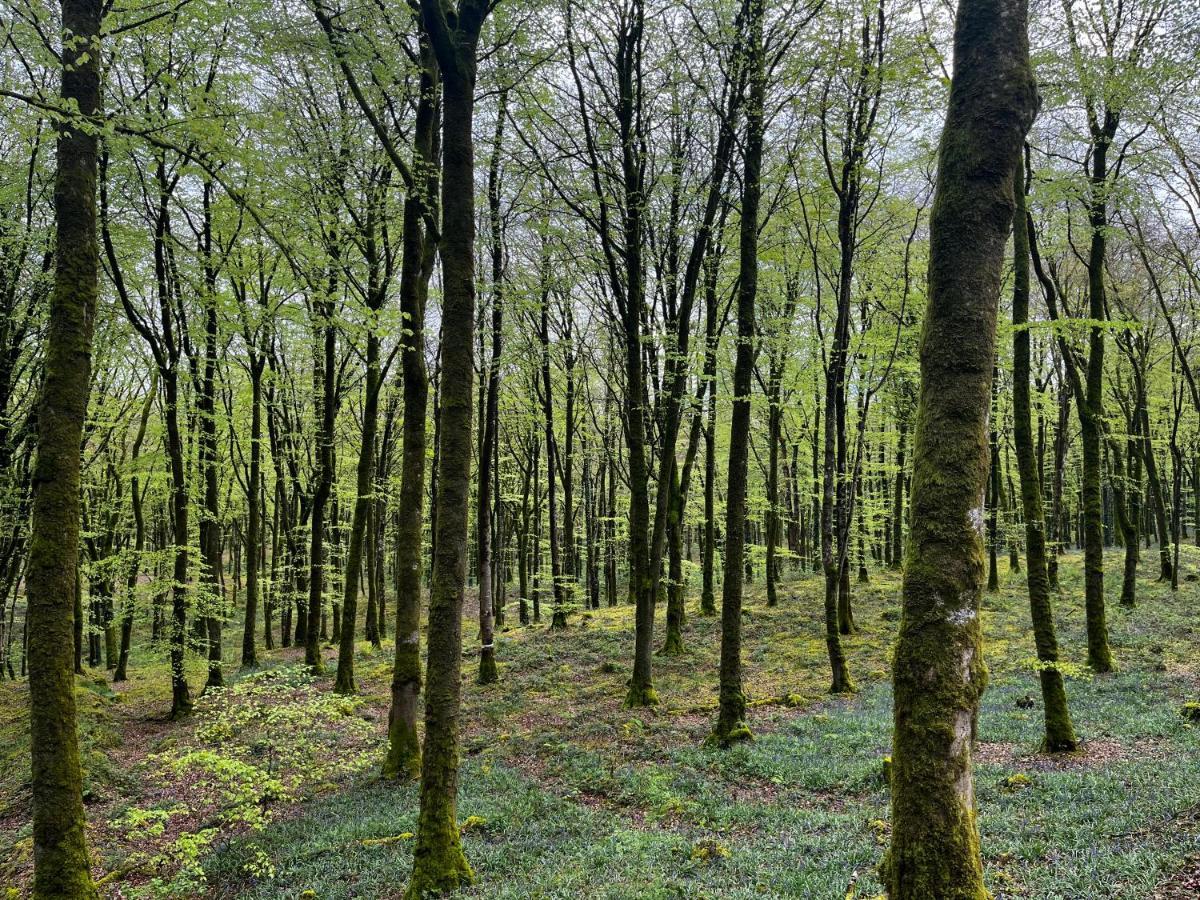 Mullaghmeen Forest Mullingar Exterior foto